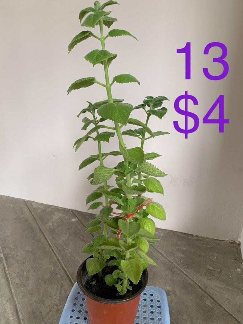 Indian Borage, Furniture & Home Living, Gardening, Plants & Seeds on