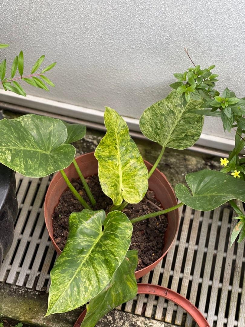 Philodendron Giganteum Variegated For Sale, Furniture & Home Living