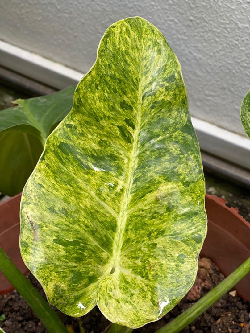 Philodendron Giganteum Variegated For Sale, Furniture & Home Living