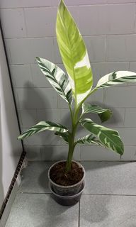 (Category: ) located in . Submitted by yoplants (Listing ID 1179151859, Image 1). Description: .