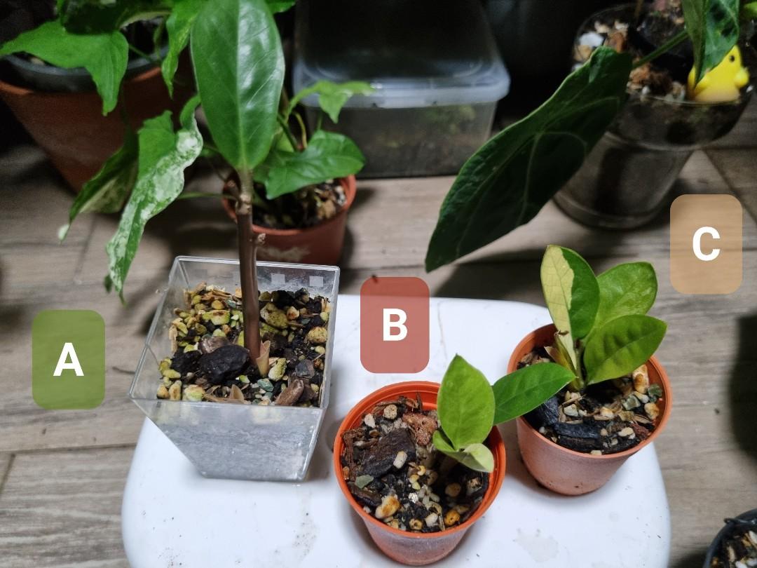 Variegated ZZ plant, Furniture & Home Living, Gardening, Plants & Seeds