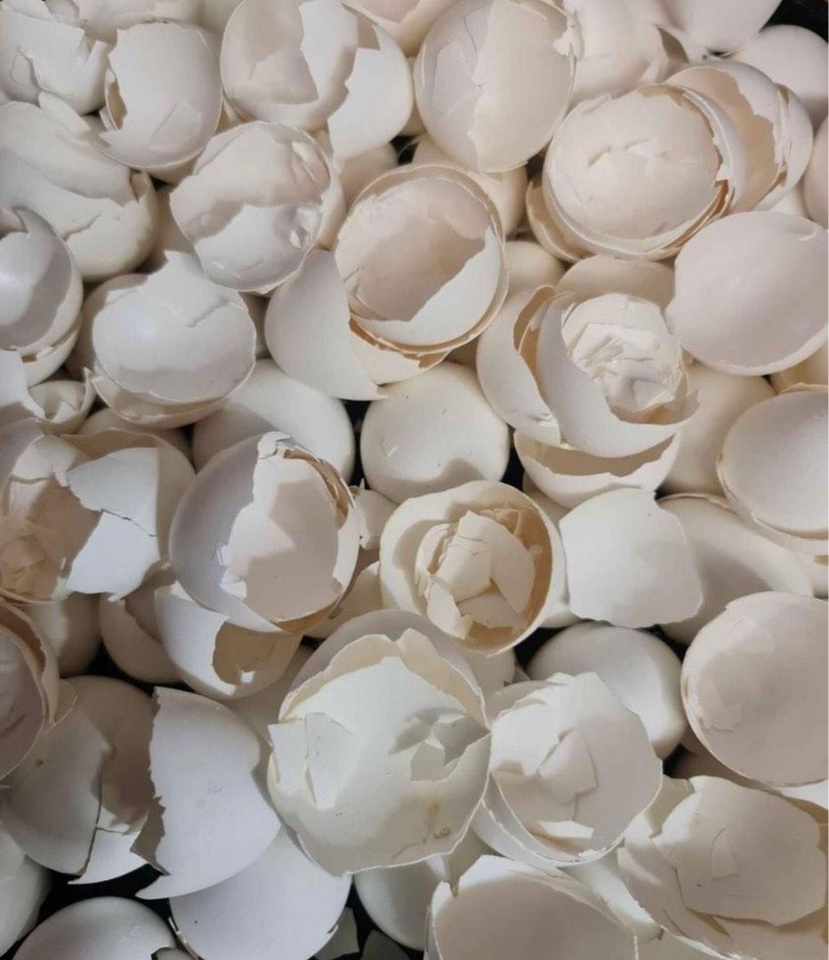 1kl Crushed Eggshells, Furniture & Home Living, Gardening, Soil