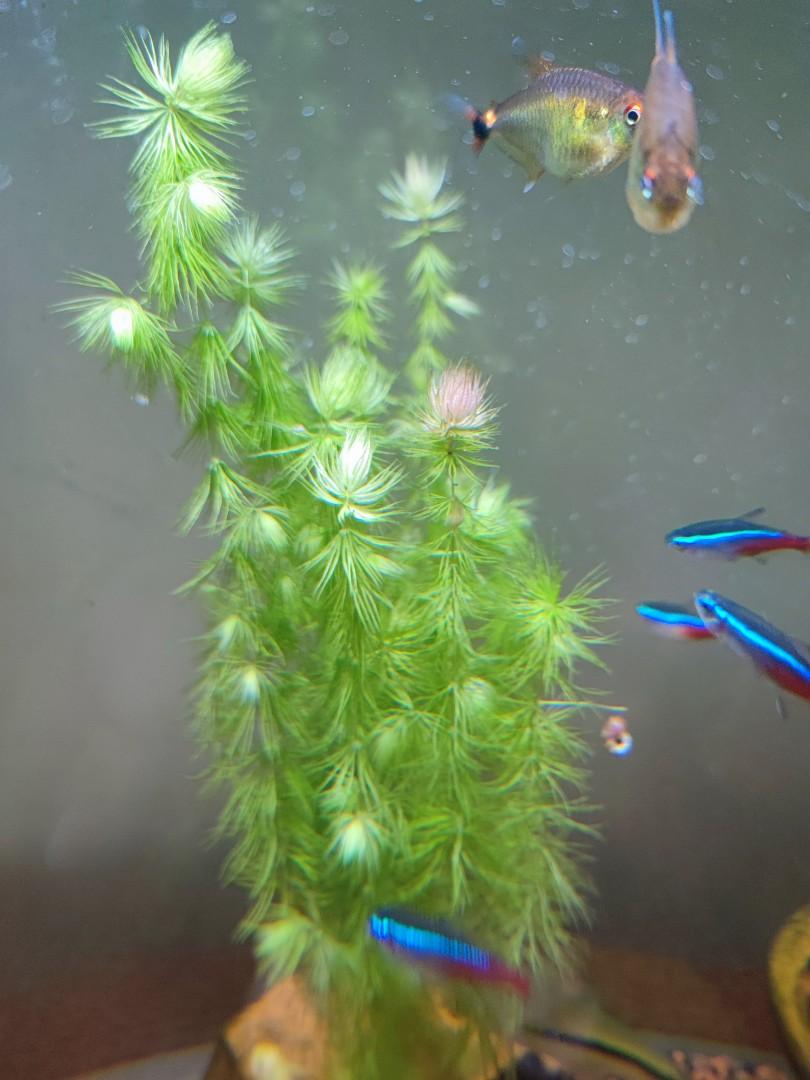 新鮮金魚藻 只是植物 傢俬 家居 園藝 植物及種子 Carousell