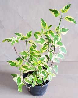 Anastacia plant