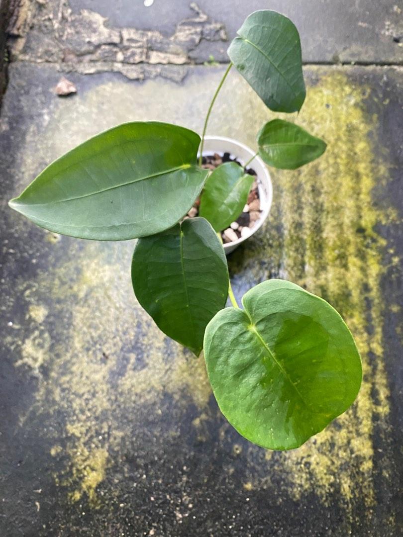 Anthurium Peltigerum, Furniture & Home Living, Gardening, Plants