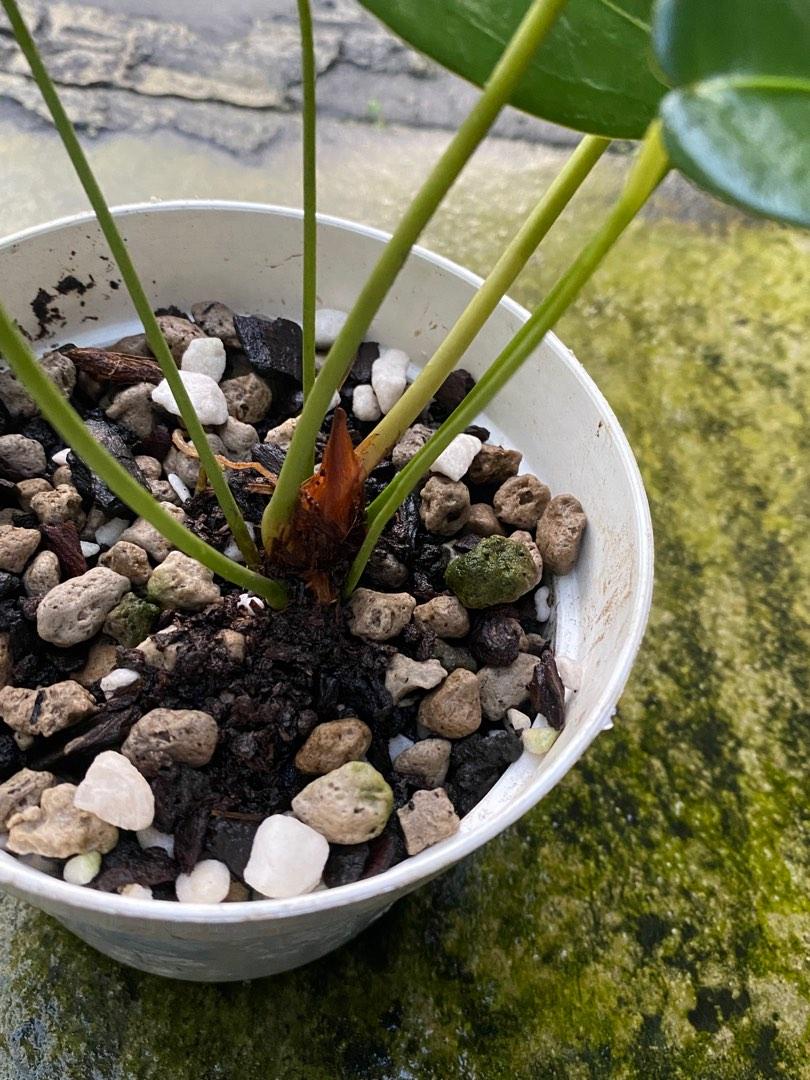 Anthurium Peltigerum, Furniture & Home Living, Gardening, Plants