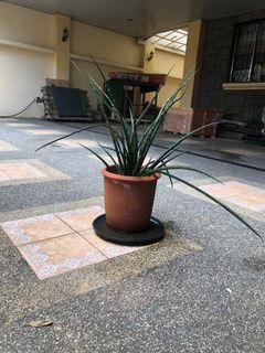 Big potted plants