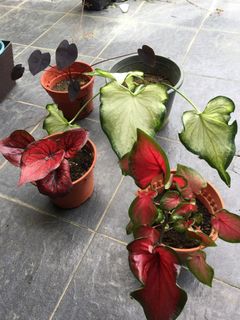 (Category: ) located in . Submitted by dh.plants (Listing ID 1183360976, Image 1). Description: .