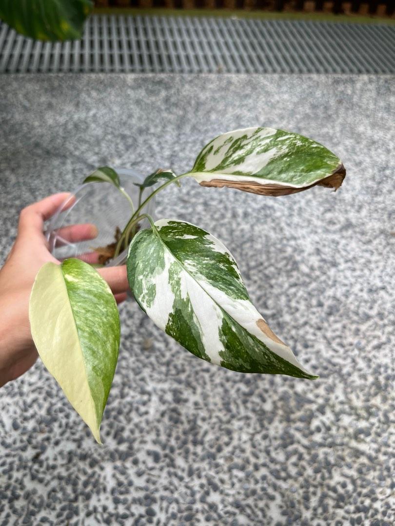 Epipremnum Pinnatum Albo Variegata Plant, Furniture & Home Living ...