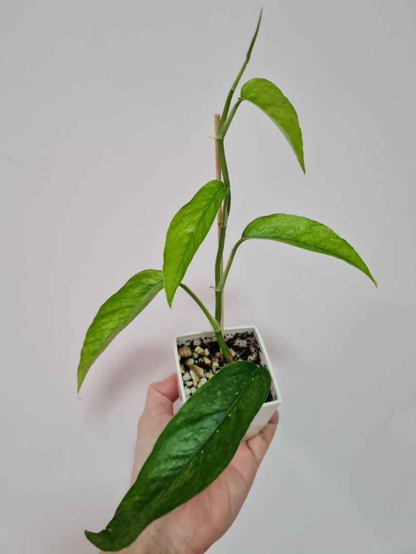 Epipremnum pinnatum 'Mint' - NODES