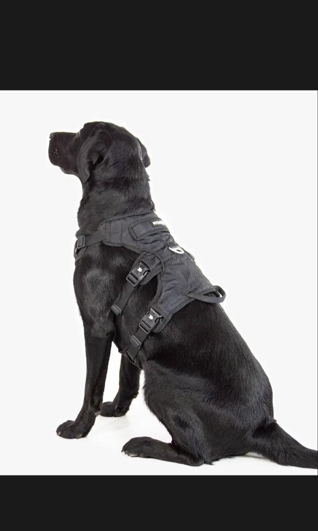 Fenrir Ragnar Harness & Training Leash, Pet Supplies, Homes & Other Pet Accessories on Carousell