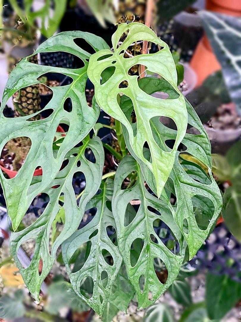 Monstera cf Obliqua Los Tayos, Furniture & Home Living, Gardening, Plants &  Seeds on Carousell