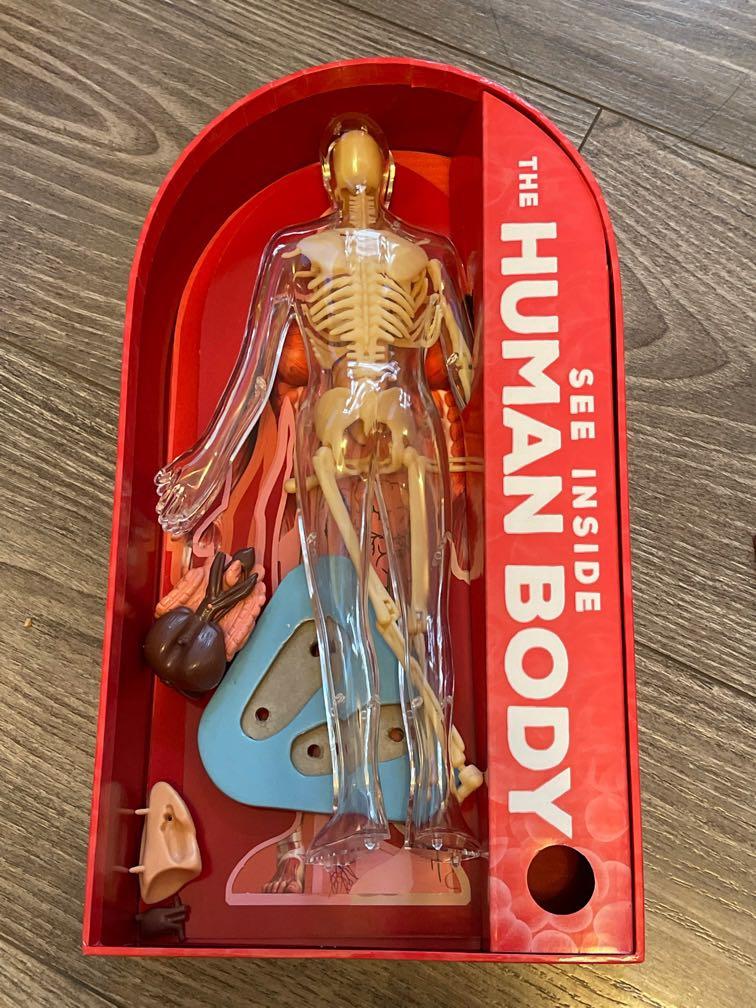 See Inside The Human Body 3D interaction Skeleton Mod with 8 removable ...