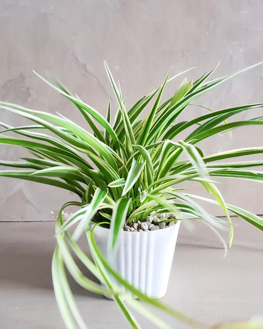 Spider plant, Furniture & Home Living, Gardening, Plants & Seeds on
