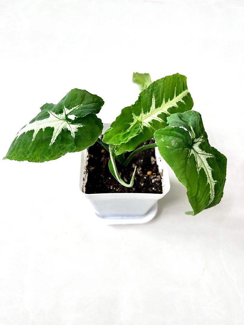 Syngonium Wendlandii, Furniture & Home Living, Gardening, Plants ...
