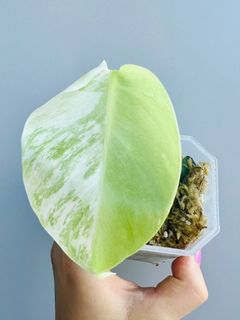 （分類：）位於 。 由 plantsboss 提交（商品編號 1183601719，圖片 1）。簡介： 。