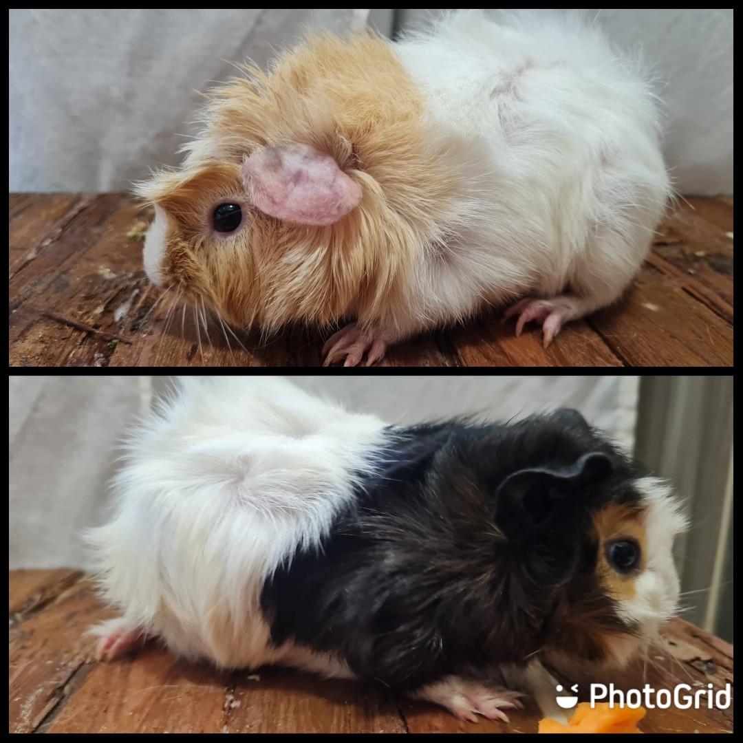 Abyssinian guinea pig price clearance