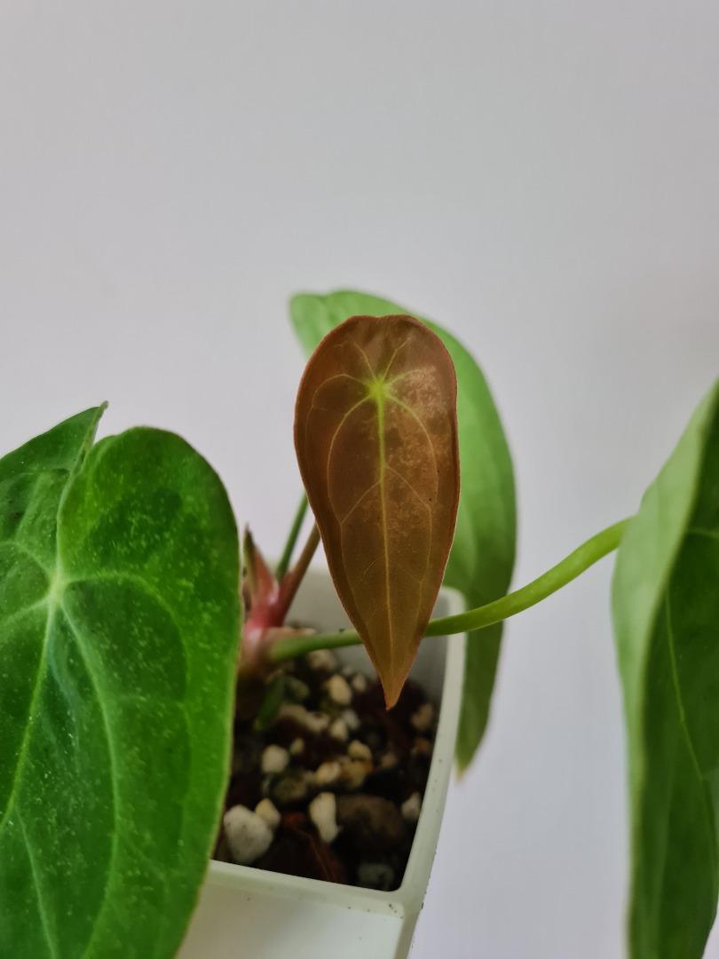 Anthurium papillilaminum gy x 'midnight velvet'