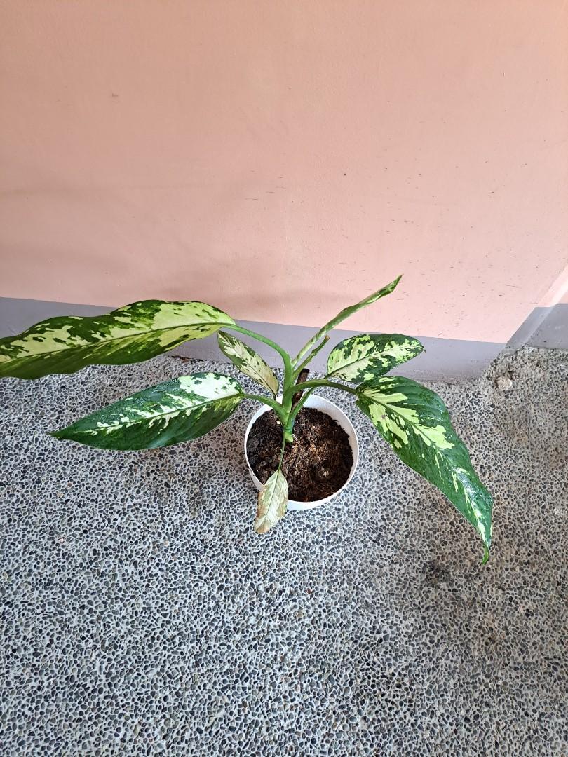 Dieffenbachia ' Aurora Variety' (Category: Plants & Seeds) located in Quezon City. Submitted by kookie_sy (Listing ID 1183573798, Image 2). Description: For pick up near Kalayaan Q.C. 350 with yayamanin pot (White Rubber plastic).