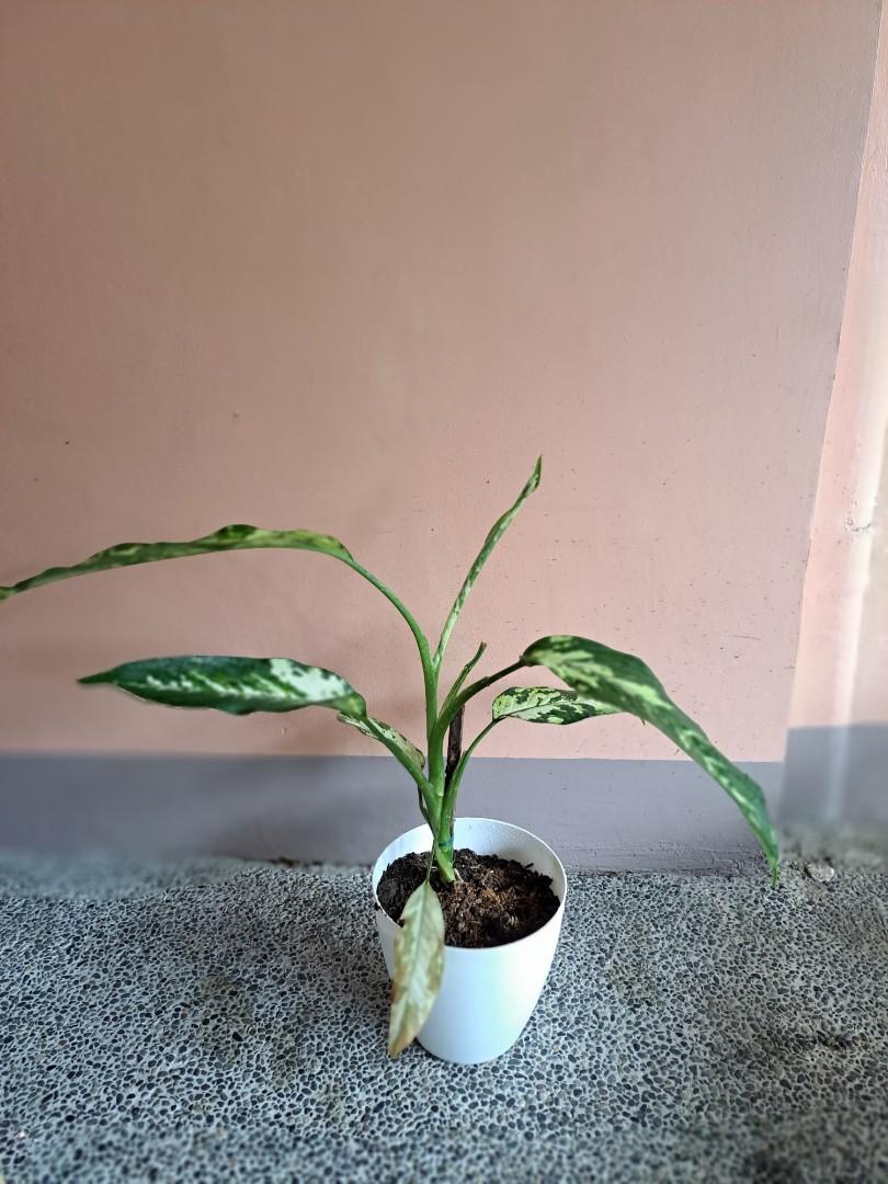 Dieffenbachia ' Aurora Variety' (Category: Plants & Seeds) located in Quezon City. Submitted by kookie_sy (Listing ID 1183573798, Image 1). Description: For pick up near Kalayaan Q.C. 350 with yayamanin pot (White Rubber plastic).