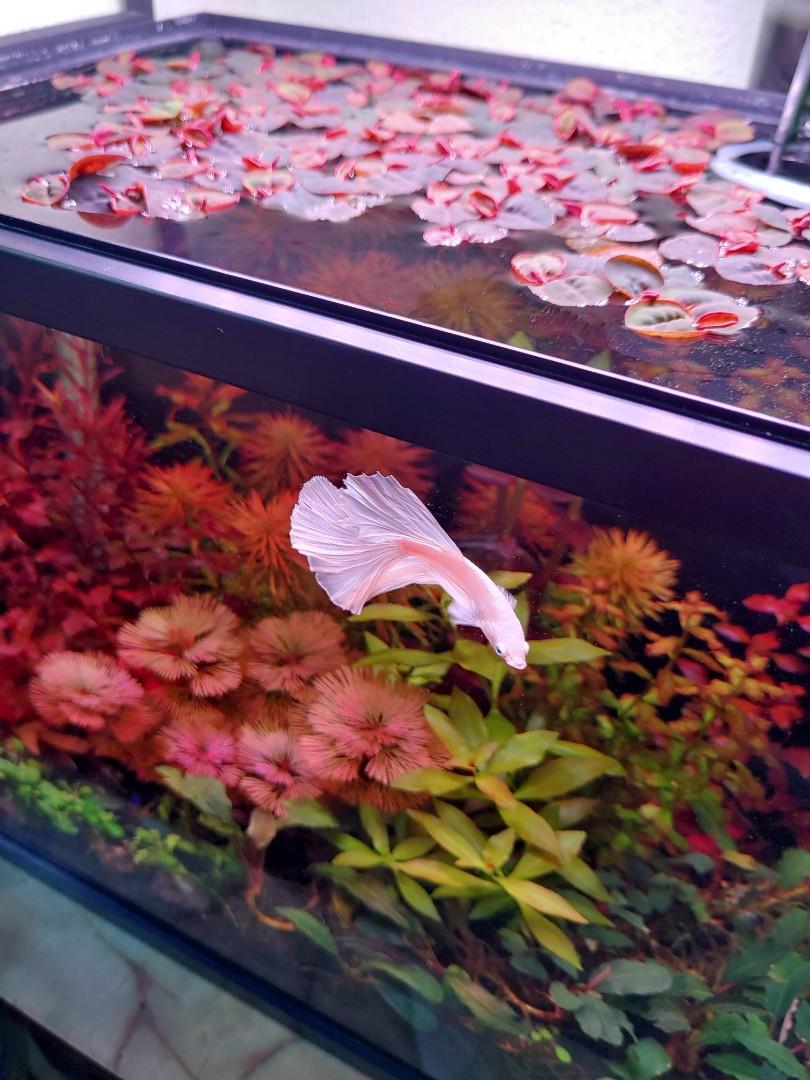 Fish Tank, Pet Supplies, Homes & Other Pet Accessories on Carousell