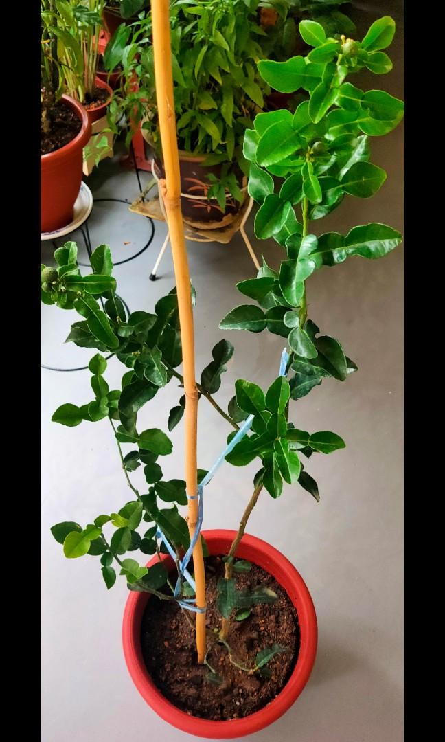 Fruiting Kafir Lime Plant (Citrus hystrix), Furniture & Home Living