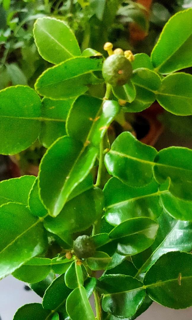 Fruiting Kafir Lime Plant (Citrus hystrix), Furniture & Home Living