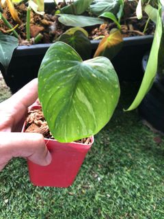 (Category: ) located in . Submitted by plantaeara (Listing ID 1183543717, Image 1). Description: .