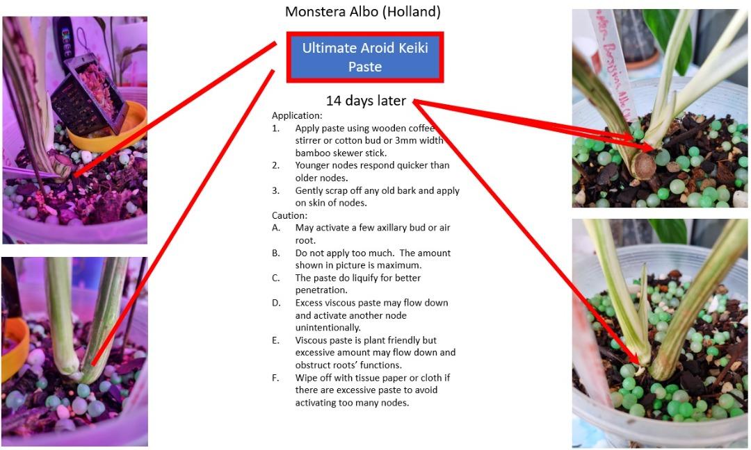 Monstera lovers Ultimate Aroid Keiki Paste in 5ml Syringe Applicator, Furniture & Home Living