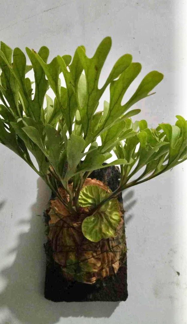 Platycerium Ridleyi Thin Front On Carousell