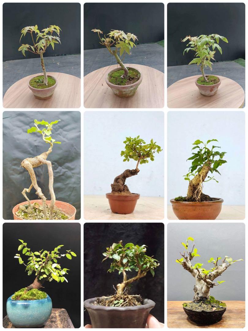 新手福利 快閃價 1 3 紅楓 4 羊奶果 5 黃荊 6 真弓 7 榆樹 8 姫紫微 9 冬紅果每盆 300 500 Pm 傢俬 家居 園藝 植物及種子 Carousell
