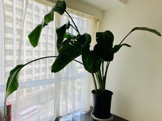 （分類：）位於 。 由 summercicy 提交（商品編號 1183751720，圖片 1）。簡介： 。