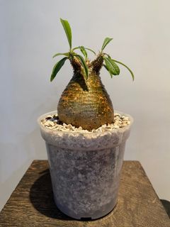 （分類：）位於 。 由 isaacckw 提交（商品編號 1183815907，圖片 1）。簡介： 。