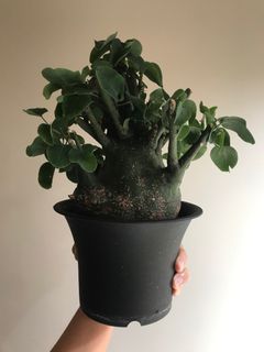 （分類：）位於 。 由 sellyeahlin 提交（商品編號 1183852297，圖片 1）。簡介： 。