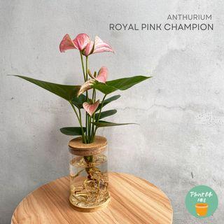 Anthurium Royal Pink Champion in water