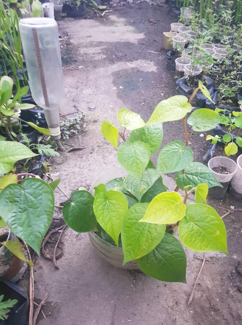 Ikmo o buyo plants, Furniture & Home Living, Gardening, Plants & Seeds