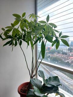 Pachira fengshui lucky plant