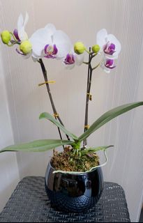 （分類：）位於 。 由 _yyk_ 提交（商品編號 1206716925，圖片 1）。簡介： 。