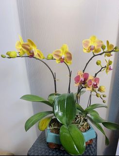 （分類：）位於 。 由 _yyk_ 提交（商品編號 1206717063，圖片 1）。簡介： 。