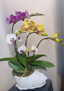 （分類：）位於 。 由 _yyk_ 提交（商品編號 1206717157，圖片 1）。簡介： 。