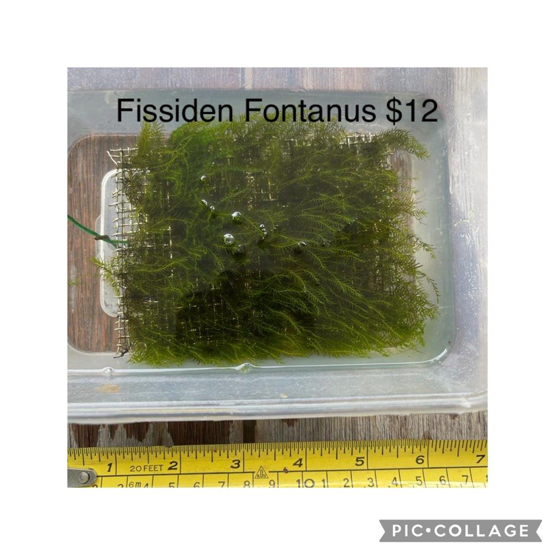 Aquatic Plants for Sale, Furniture & Home Living, Gardening, Plants