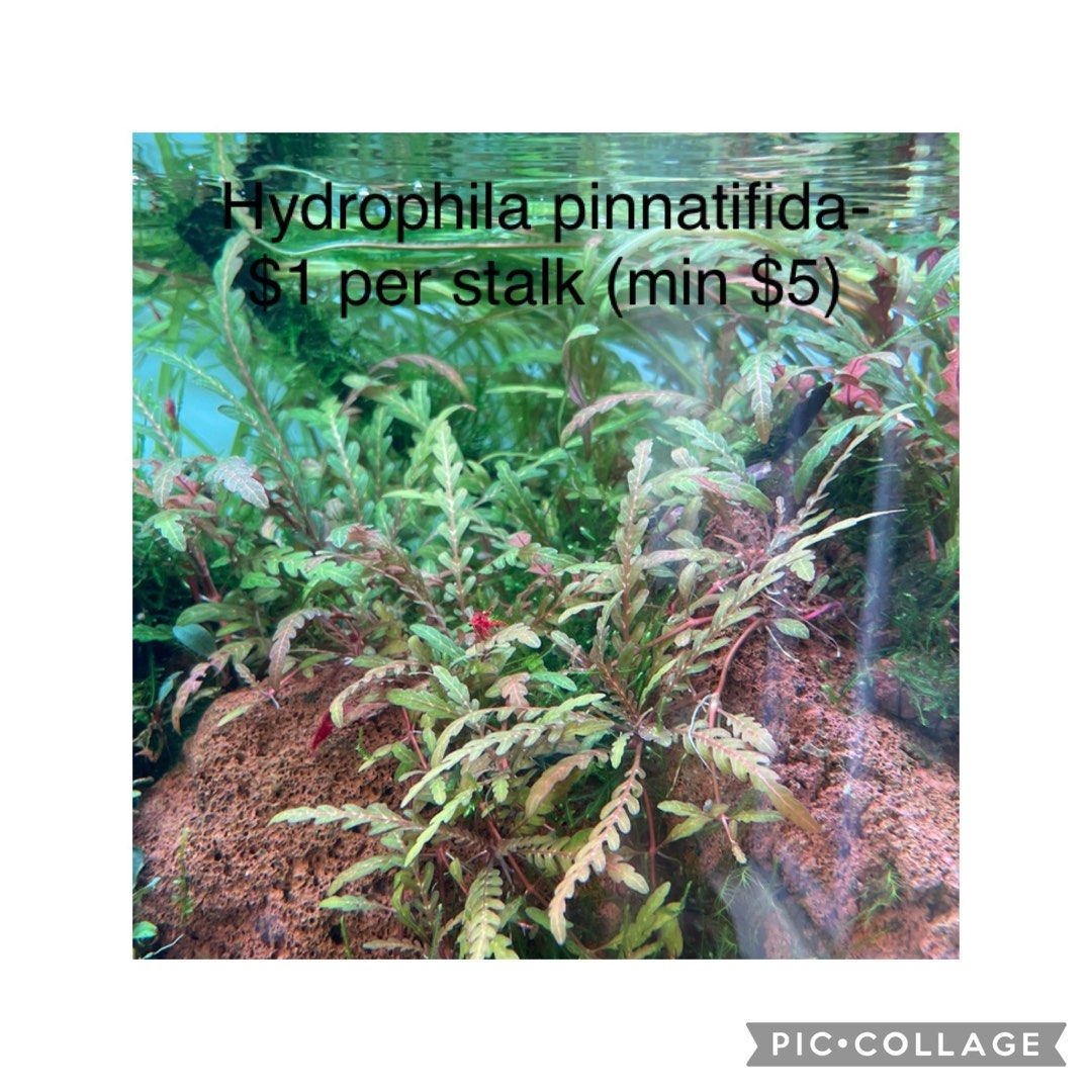 Aquatic Plants for Sale, Furniture & Home Living, Gardening, Plants