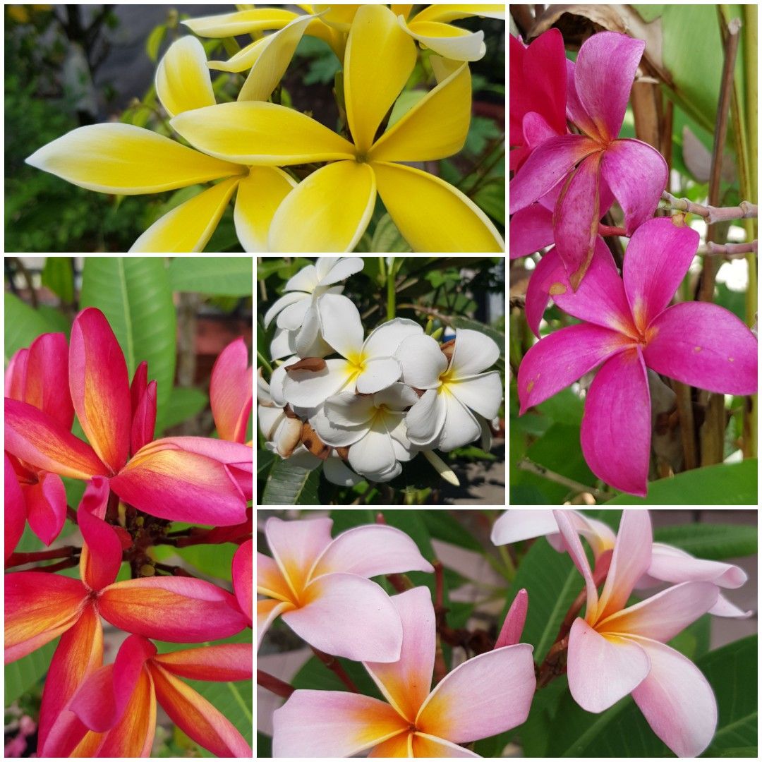 Frangipani available in 5 colours, Furniture & Home Living, Gardening