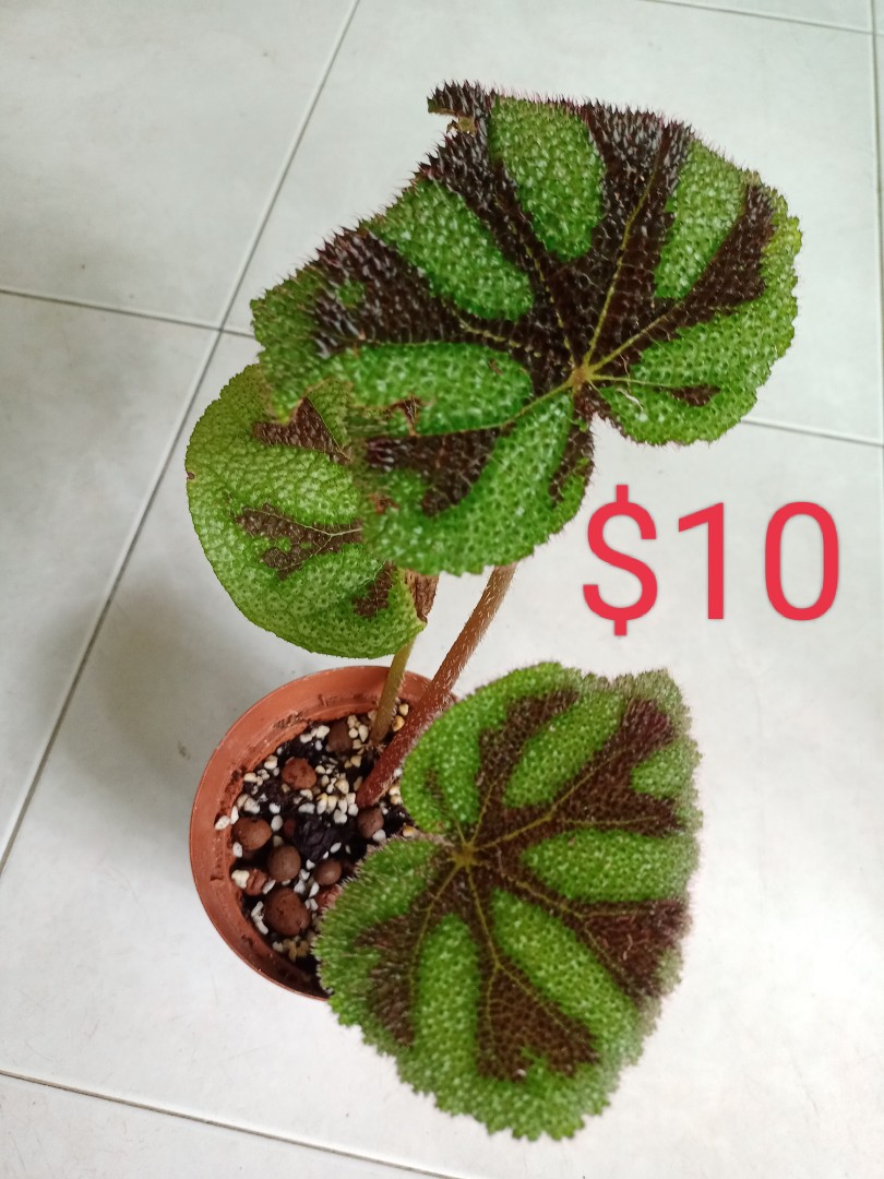 Iron cross begonia, Furniture & Home Living, Gardening, Plants & Seeds on  Carousell