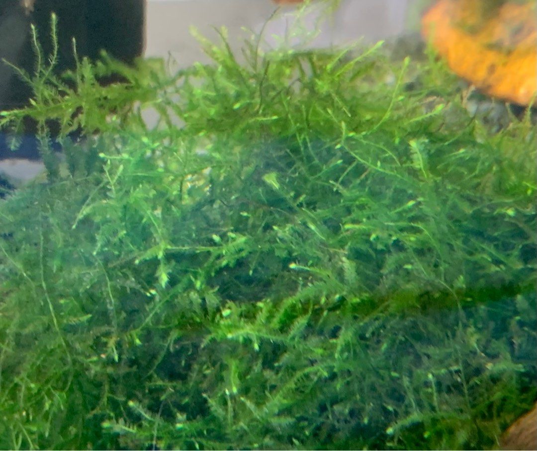 JAVA MOSS (Category: Plants & Seeds) located in Singapore. Submitted by whee27init (Listing ID 1206778415, Image 1). Description: A small ball around 4x4cm for $2 I am only selling based on what i have as excess on hand! So do understand that the quantity may differ on various days! Pick up at Kaki Bukit mrt or at Meridian Primary School (Pasir ris). Can travel down to Serangoon Mrt on weekends. Deal at my convenience only! .