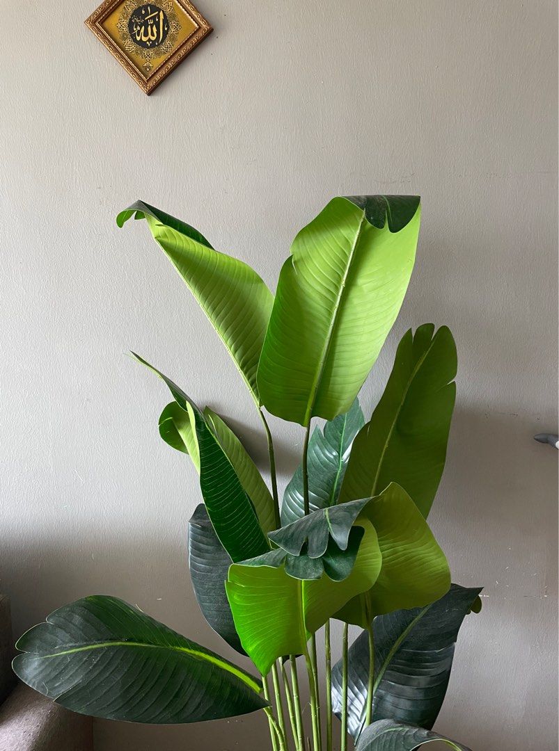 Pokok pisang hiasan premium, Furniture & Home Living, Gardening, Plants