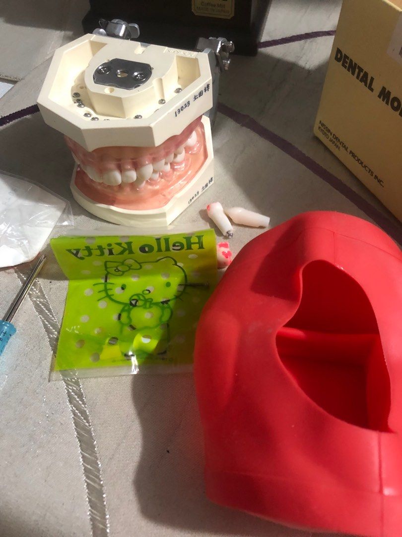 Dental model Japan Surplus original, Health & Nutrition, Medical