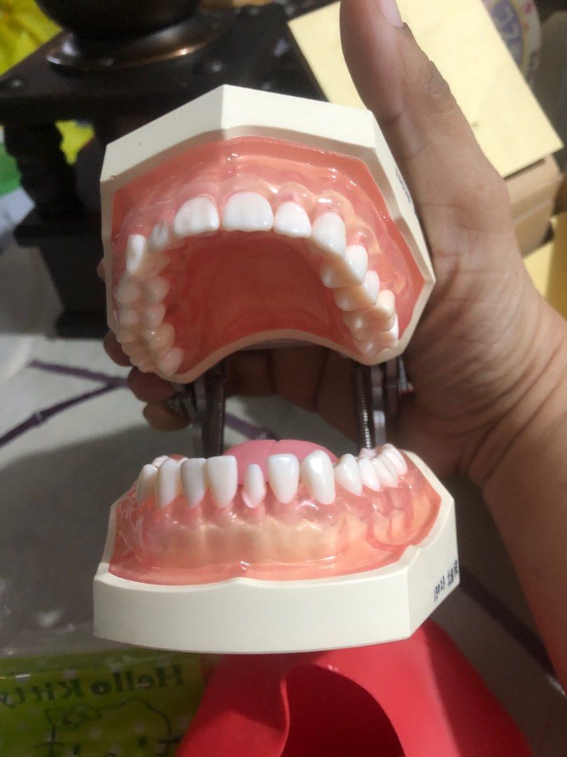 Dental model Japan Surplus original, Health & Nutrition, Medical