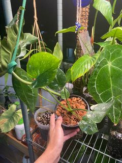 (Category: ) located in . Submitted by mickeyonplants (Listing ID 1208818599, Image 1). Description: .