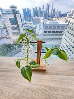 Table top plants